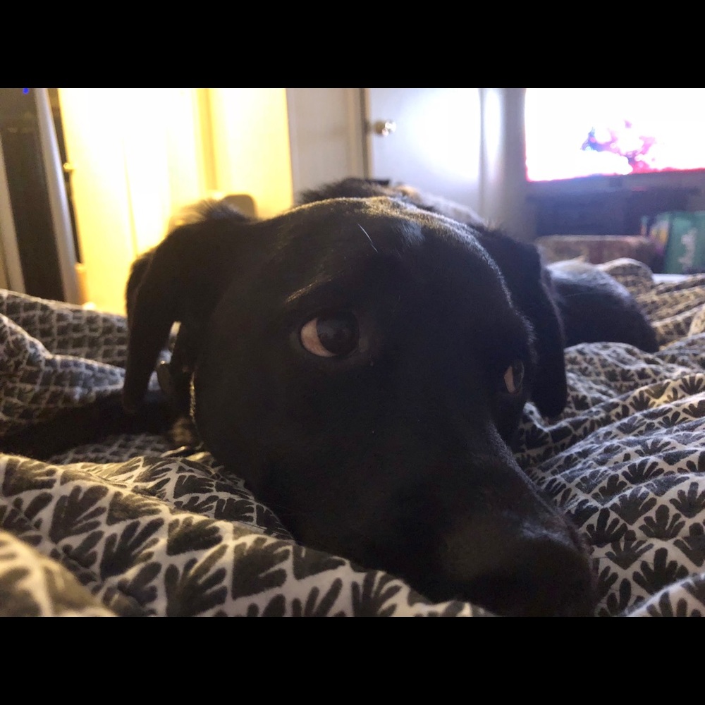 Meet your Posher, Alexis